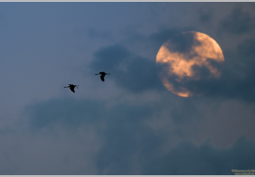 Grauer Kranich (Grus grus)