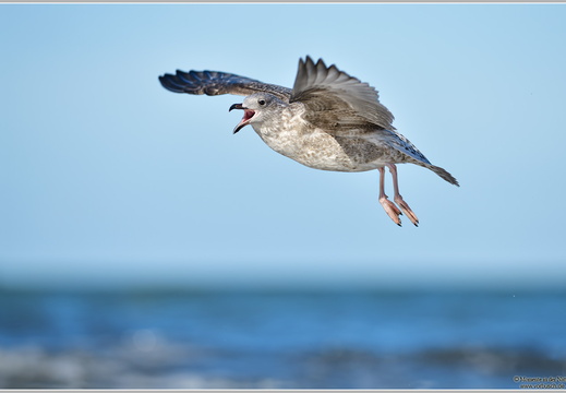 Silbermöwe (Larus argentatus)