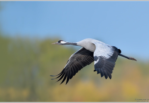 Grauer Kranich (Grus grus)