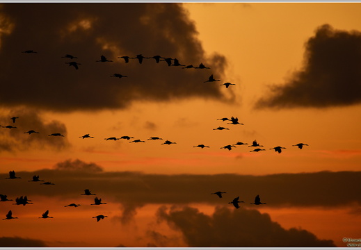 Grauer Kranich (Grus grus)