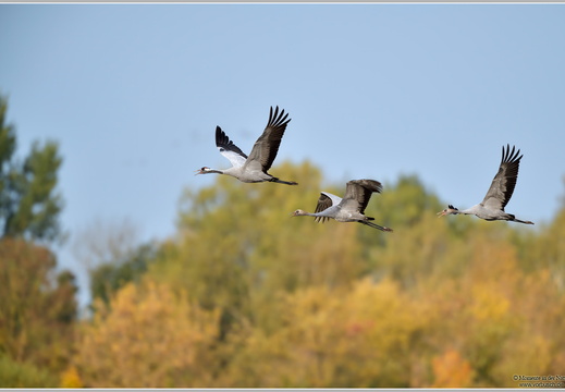 Grauer Kranich (Grus grus)