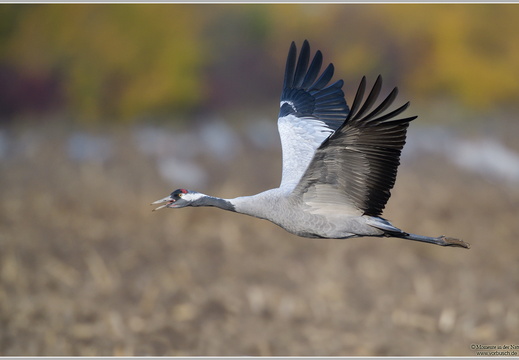 Grauer Kranich (Grus grus)