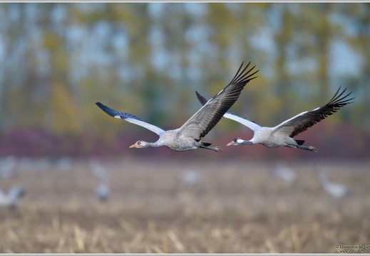 Grauer Kranich (Grus grus)