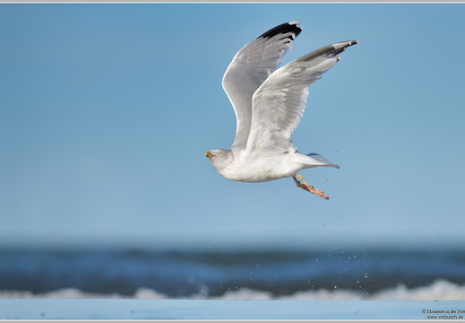 Silbermöwe (Larus argentatus)