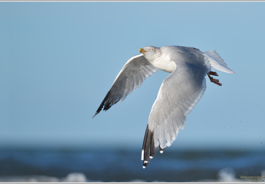 Silbermöwe (Larus argentatus)