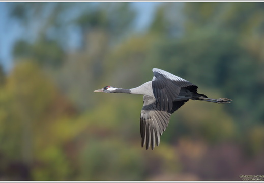 Grauer Kranich (Grus grus)