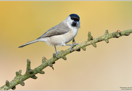 Sumpfmeise (Parus palustris)