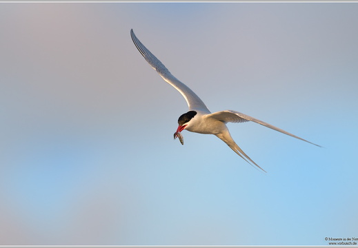 Küstenseeschwalbe (Sterna paradisaea)