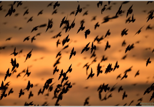 Star (Sturnus vulgaris)