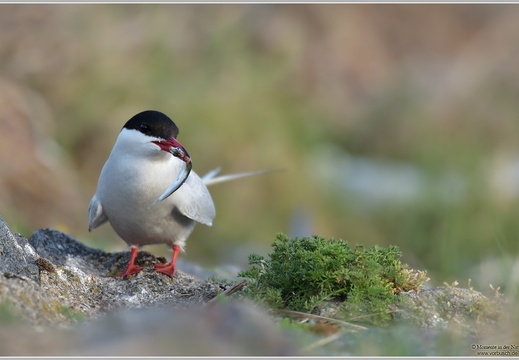 Küstenseeschwalbe (Sterna paradisaea)