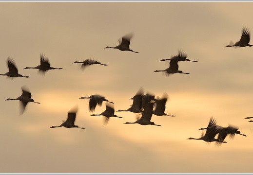 Grauer Kranich (Grus grus)
