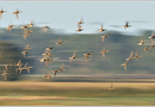 Stockente (Anas platyrhynchos)