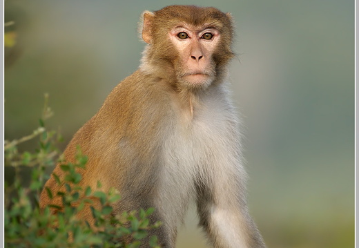 Rhesusaffe (Macaca mulatta)