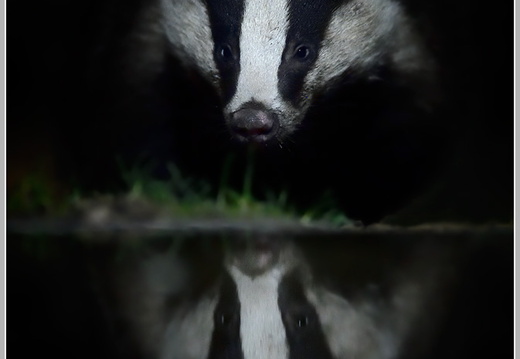 Europäicher-Dachs (Meles meles)