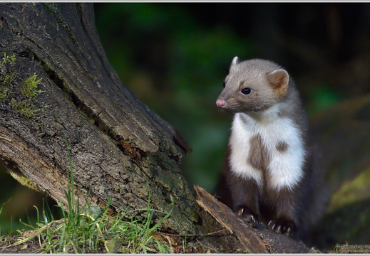 Steinmarder (Martes foina)