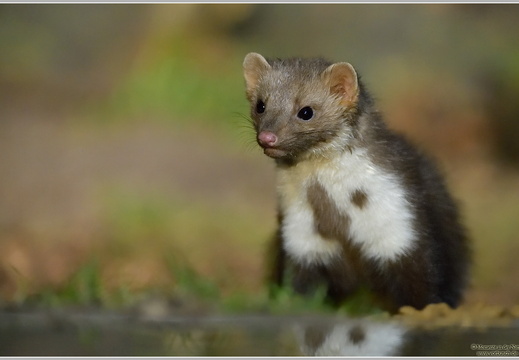 Steinmarder (Martes foina)