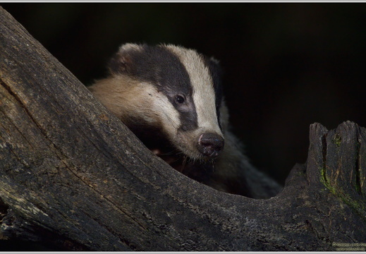 Europäicher Dachs (Meles meles)