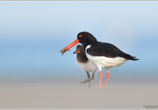 Austernfischer (Haematopus ostralegus)