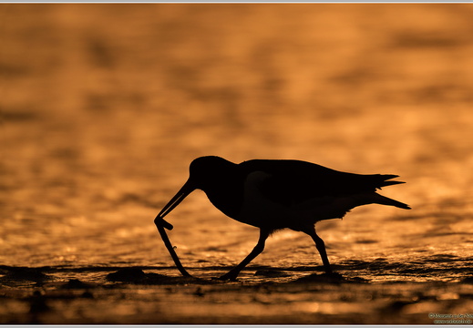 Austernfischer (Haematopus ostralegus)