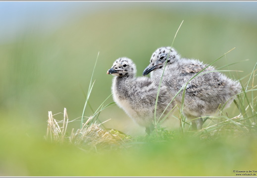 Silbermöwe (Larus argentatus)