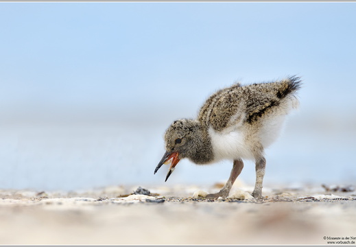 Austernfischer (Haematopus ostralegus)
