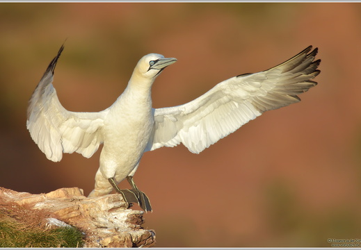 Basstoelpel (Sula bassana)