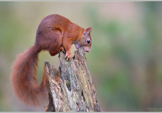 Eichhörnchen (Sciurus vulgaris)