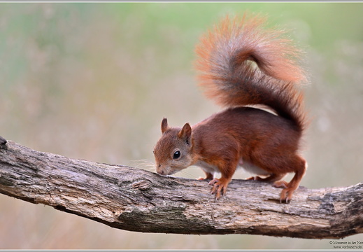 Eichhörnchen (Sciurus vulgaris)