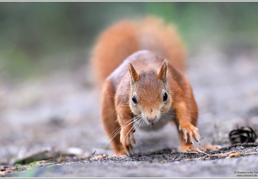 Eichhörnchen (Sciurus vulgaris)