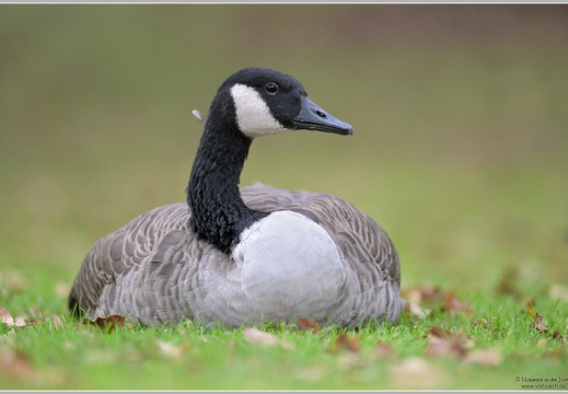 Kanadagans (Branta canadensis)