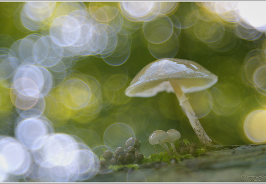 Buchenschleimrübling (Oudemansiella mucida)