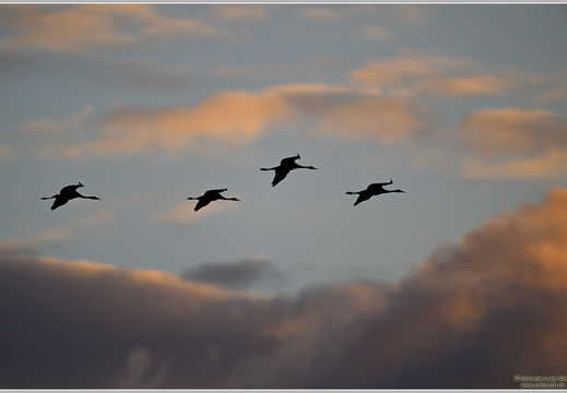 Grauer Kranich (Grus grus)