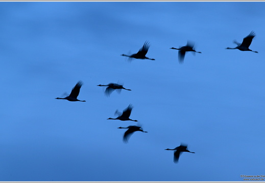 Grauer Kranich (Grus grus)