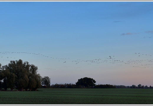 Grauer Kranich (Grus grus)