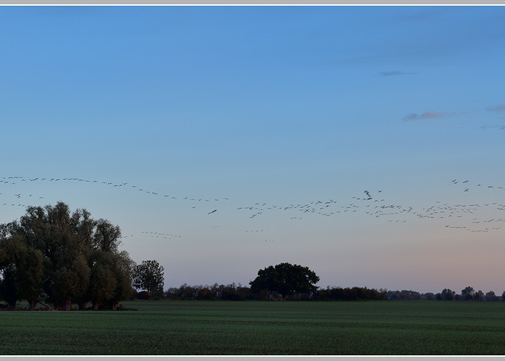 Grauer-Kranich-(Grus-grus)109.jpg