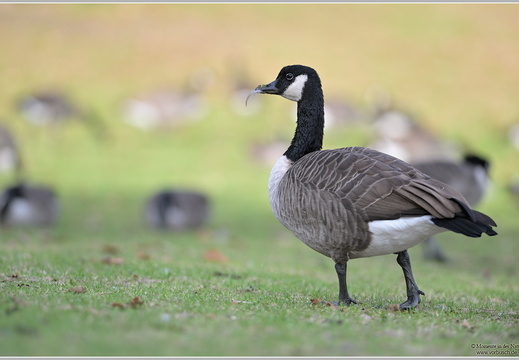 Kanadagans (Branta canadensis)