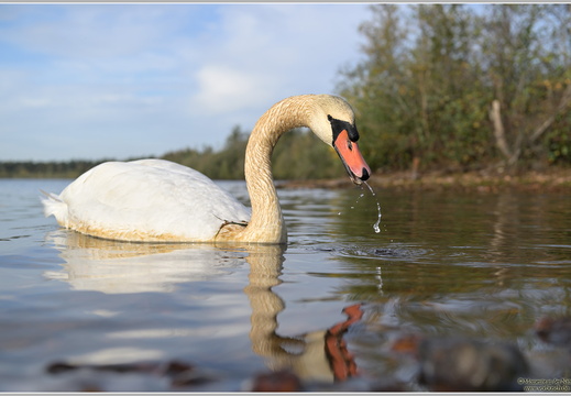Höckerschwan (Cygnus olor)