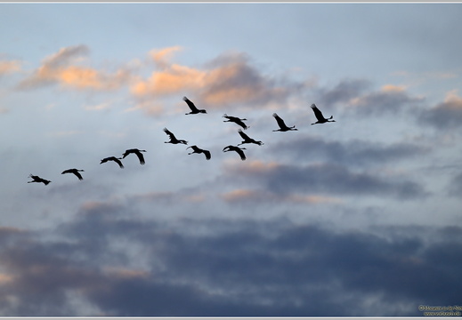 Grauer Kranich (Grus grus)