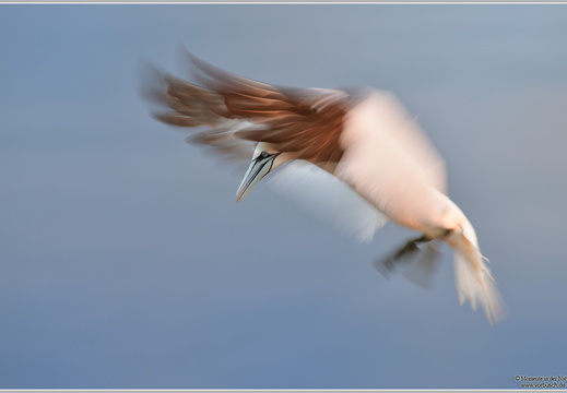 Basstoelpel (Sula bassana)