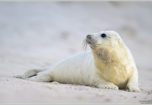 Kegelrobbe (Halichoerus grypus)