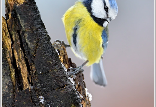 Blaumeise (Parus caeruleus)