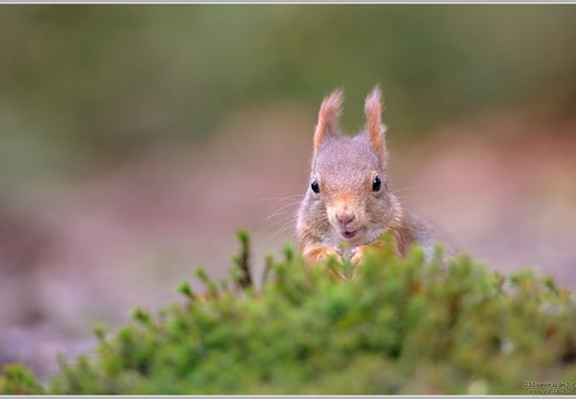 Eichhörnchen (Sciurus vulgaris)
