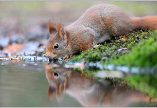 Eichhörnchen (Sciurus vulgaris)