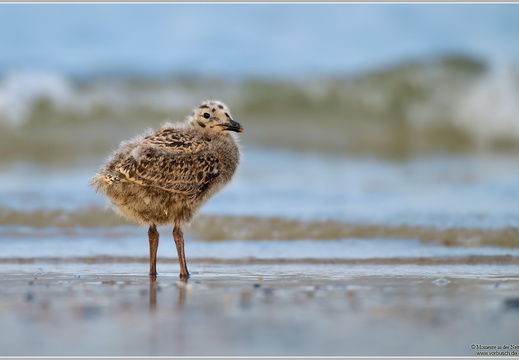Silbermöwe (Larus argentatus)