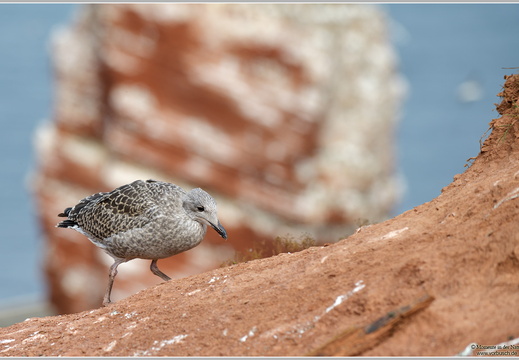 Silbermöwe (Larus argentatus)