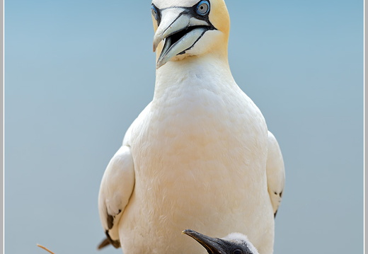 Basstoelpel (Sula bassana)