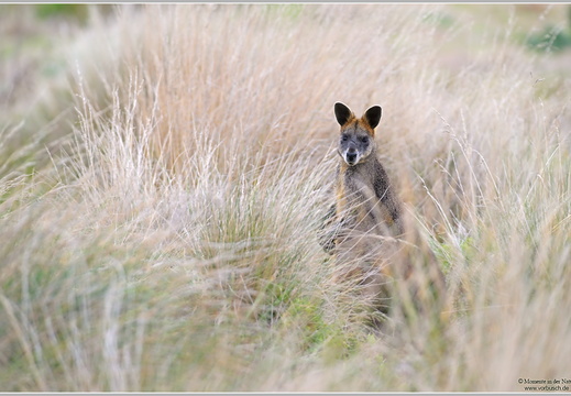 Bennetkaenguruh (Wallabia rufogrisea)