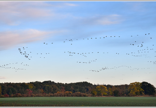 Grauer Kranich (Grus grus)