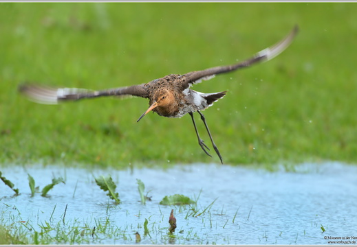 Uferschnepfe-(Limosa-limosa)26
