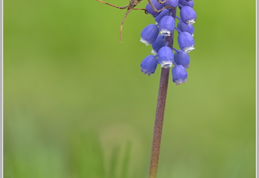 Amerikanische Kiefern-oder Zapfenwanze (Leptoglossus occidentalis)